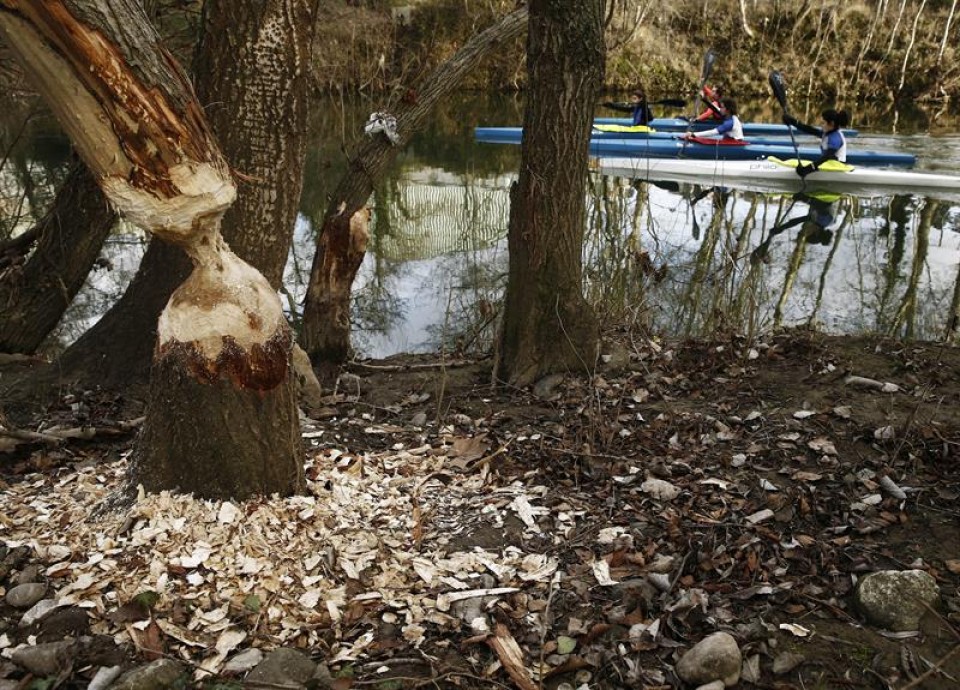 Un árbol roído por castores en el río Arga, en Pamplona/Iruña. EFE
