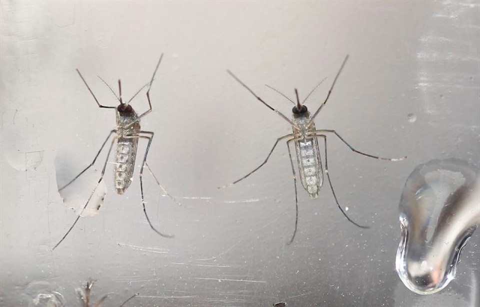 Mosquito que transmite el virus zika. Foto: EFE