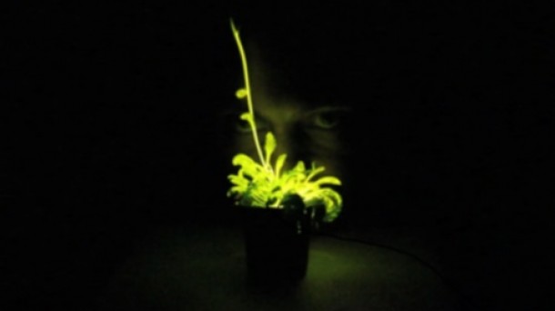 Glowing Plant: argia egiten duten landareak salgai