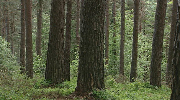 En busca de alternativas para los bosques de Bizkaia