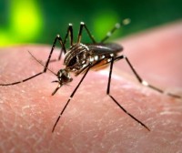Comienzan a probar en personas una vacuna contra el virus Zika