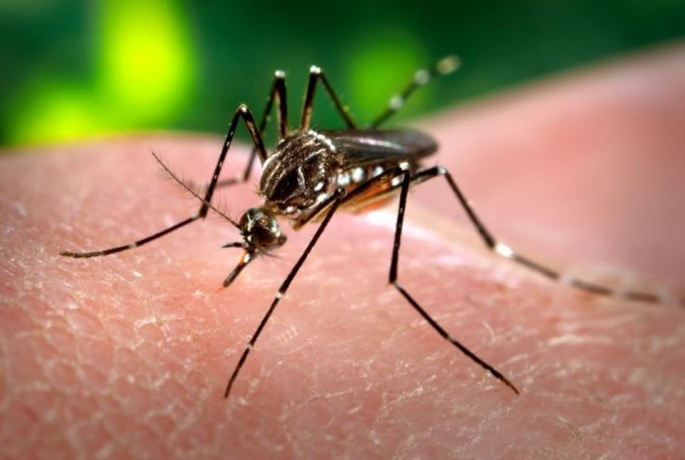 Mosquito transmisor del virus del zika.