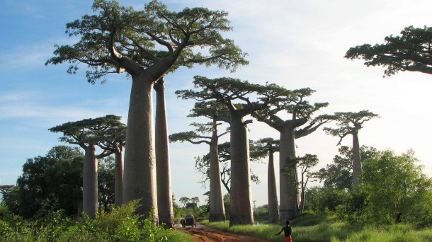 Baobabak: tabernak kabitzen dira euren enborretan