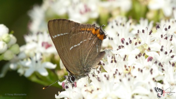 "Las mariposas pueden detectar cualquier fallo en el ecosistema"