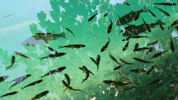 Cerca de 9.000 peces muertos por los vertidos al río Nervión