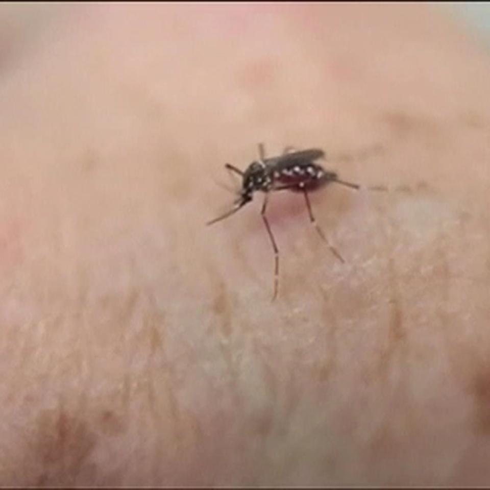 Imagen del mosquito que ocasiona el virus Zika.