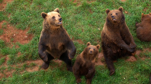 Nuevo avistamiento de osos en el Roncal