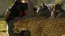 Cita a ciegas con un guepardo, el lunes, en 'Safari Wazungu'