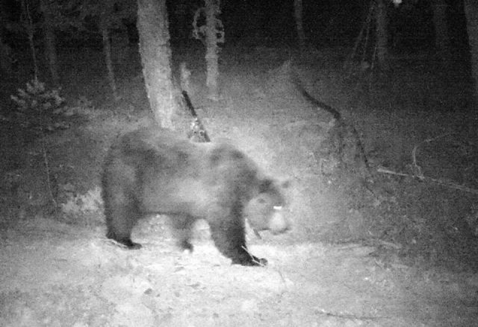 El oso pardo detectado en Roncal. Foto: Gobierno de Navarra