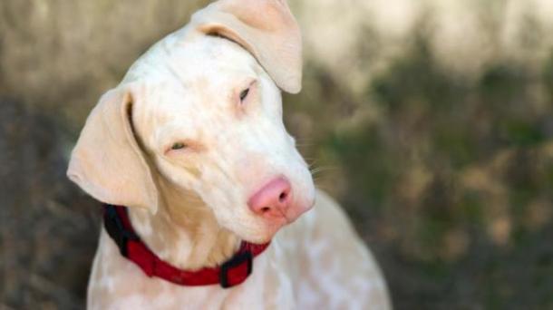 Imprescindible hacer una buen primer diagnóstico de perros albinos