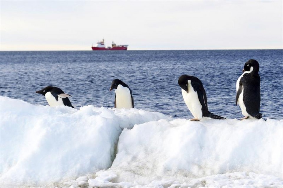 Pingüinos en la Antartida. Foto: EFE