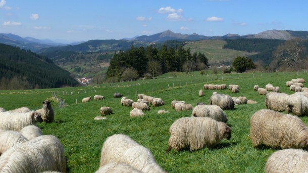 Apuesta por las prácticas de pastoreo regenerativo en los pastos