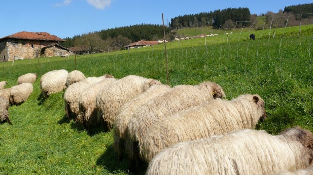 Apuesta por las práctica de pastoreo regenerativo en los pastos