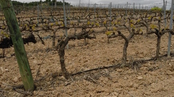 Por unos criterios justos en los repartos de las plantación de viñedo