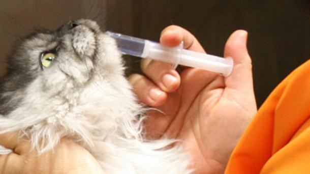 Homeopatía en tratamientos veterinarios