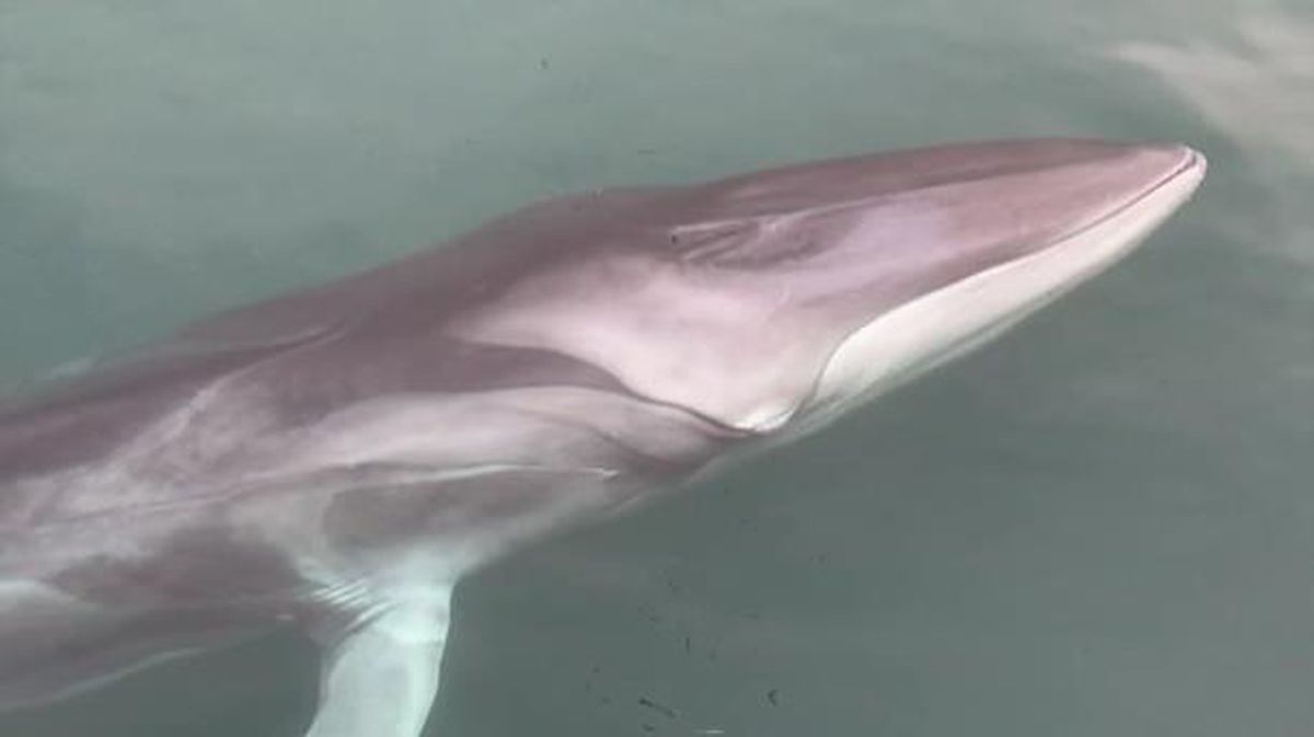 Espectaculares imágenes de la ballena de Getaria