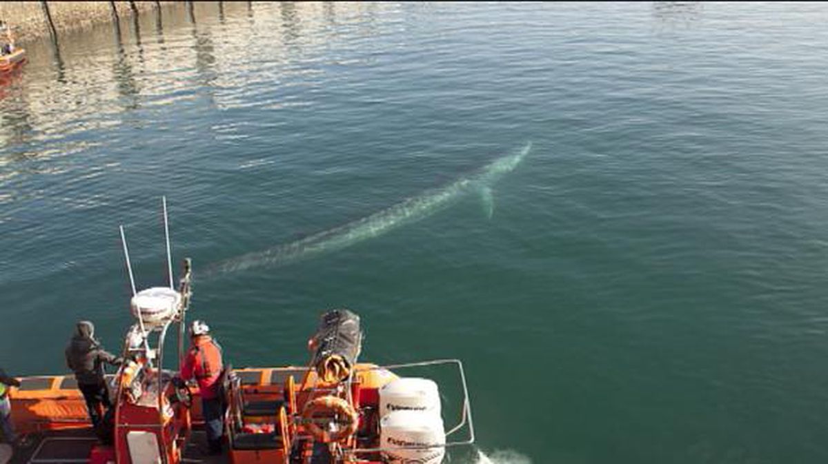 La ballena que apareció en el puerto de Getaria
