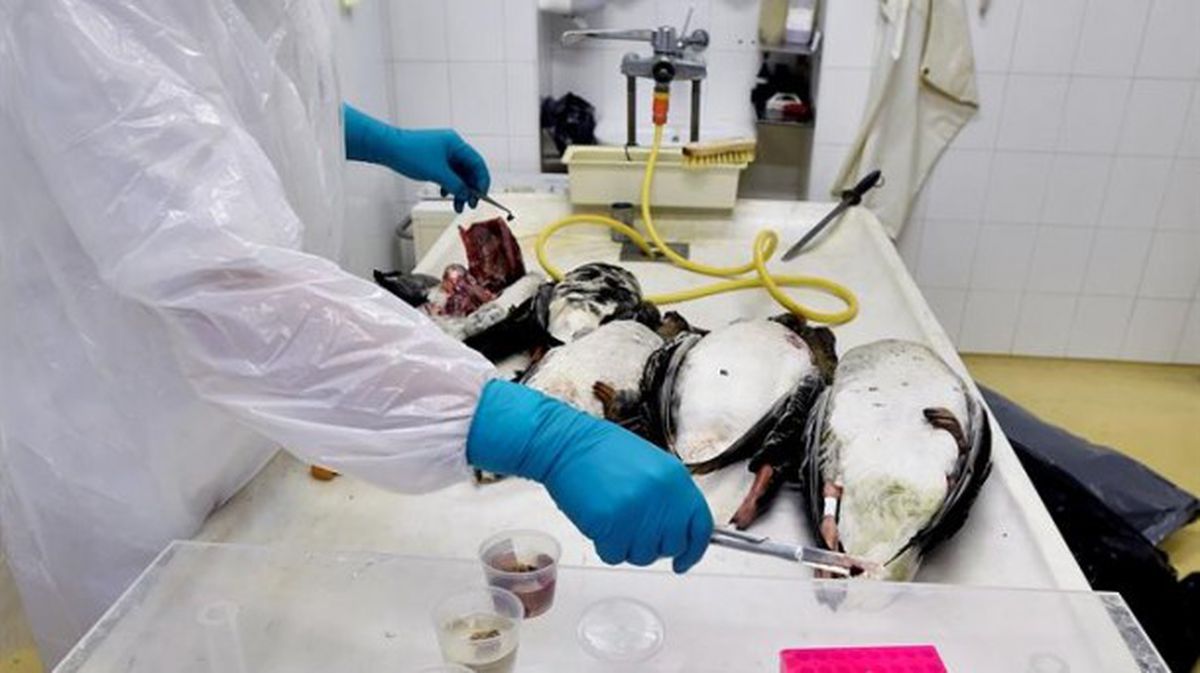 Un operario toma muestras de varias especies fallecidas a causa de la gripe aviar. Foto: EFE