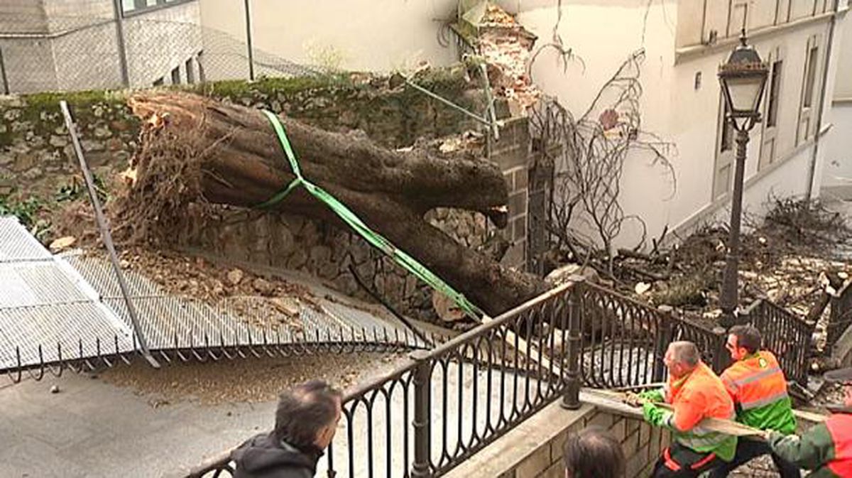 El fuerte viento derriba un enorme árbol en las Calzadas de Mallona