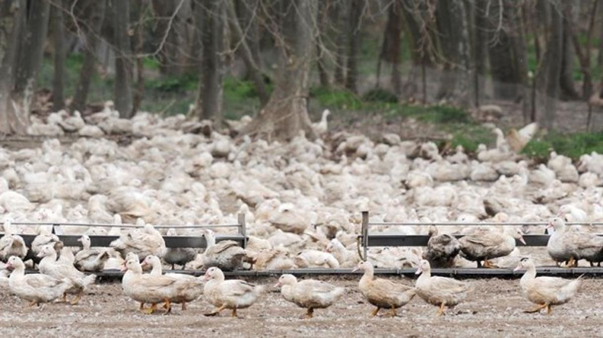 El foco de gripe aviar se detectó en una granja de Sant Gregori (Girona). Foto: EFE