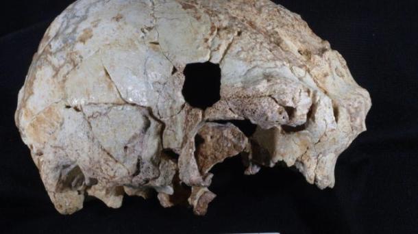 Bioestadística, un cráneo de 400.000 años, la protección de los simios