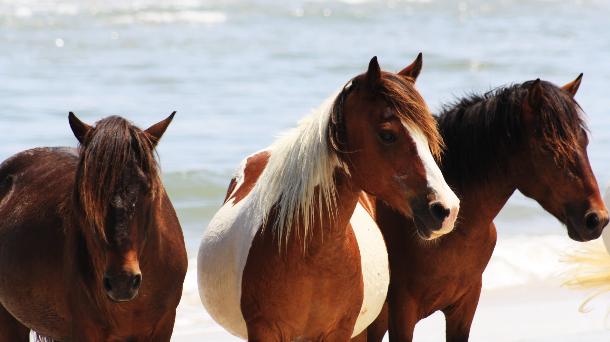 Quiropráctica y acupuntura aplicada en caballos