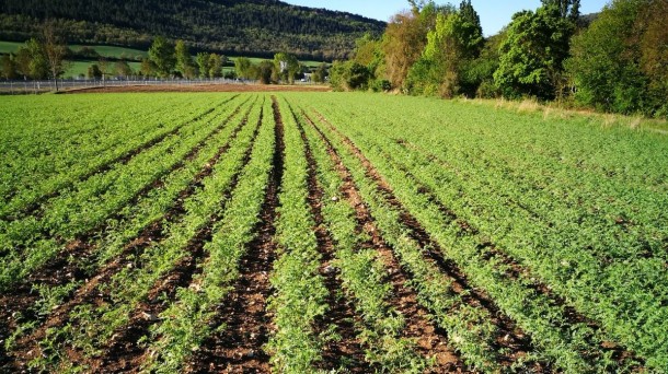 Horticultura Pobes apuesta por los nuevos cultivos como la quinoa o el kale