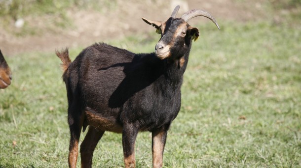 Azpigorri, una cabra con identidad propia