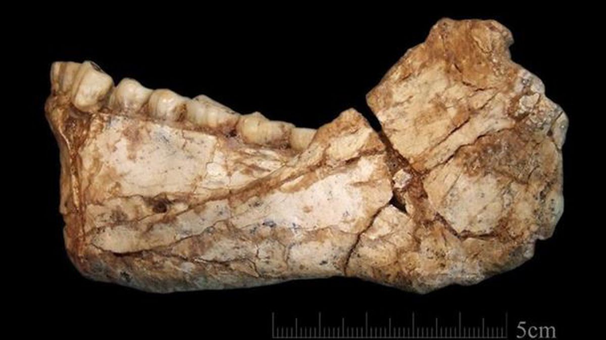 Mandíbula de Homo Sapiens que ha sido hallada en Marruecos. Foto: EFE