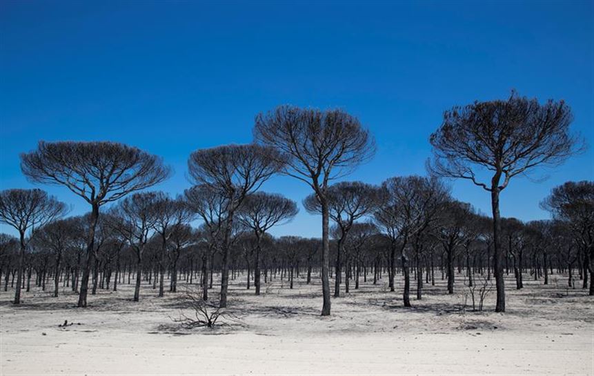 Un pinar completamente calcinado en el Espacio Protegido de Doñana. Foto: EFE