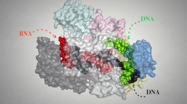Una tijera molecular más precisa para editar ADN y daños que crea el ruido