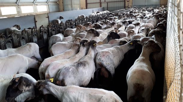 Tiempo de leche fresca de oveja para elaborar cuajadas