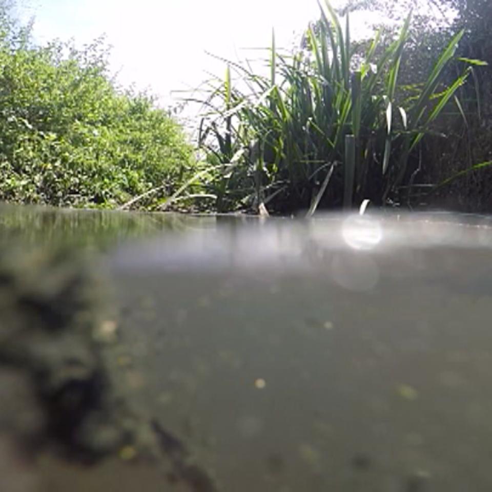 Contaminación en el río Zadorra