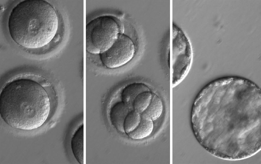 Secuencia que muestra el desarrollo de embriones. Foto: OSHU