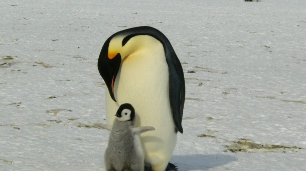 La abnegación del pingüino y otras historias de animales asombrosos