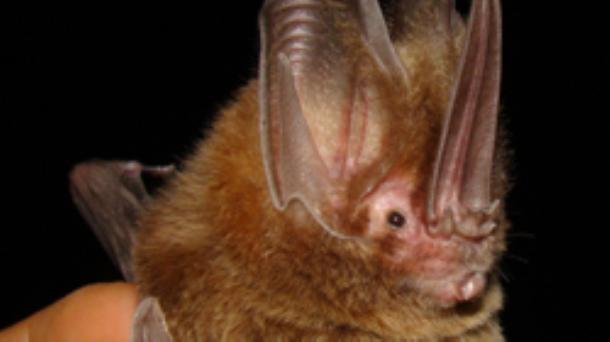 Sobre conservación de los murciélagos