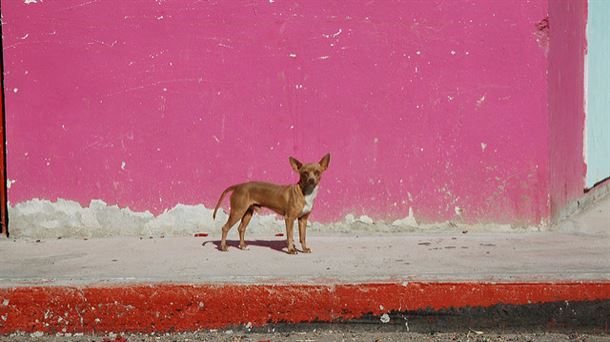 Chihuahuaren aitzakian: Mexiko, albaitaritza eta txakurren erraustegia