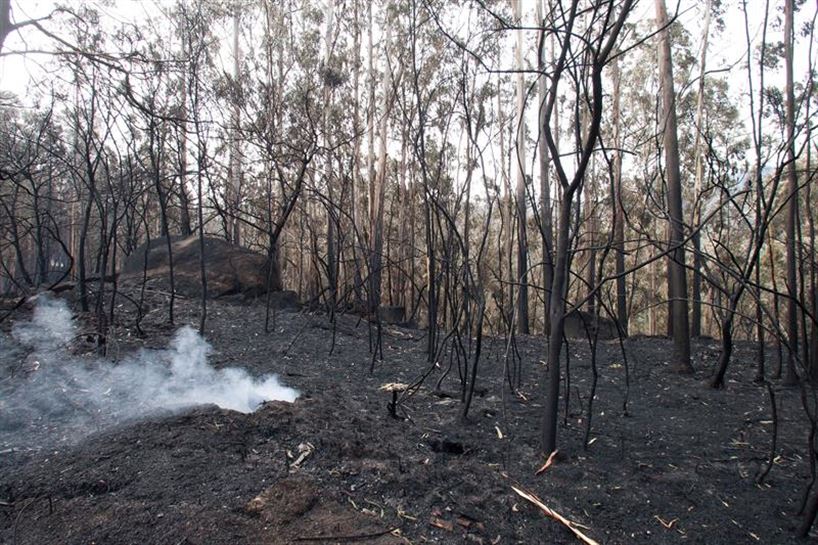 Imagen de un bosque de Pontevedra, calcinado por las llamas. Foto: EFE.