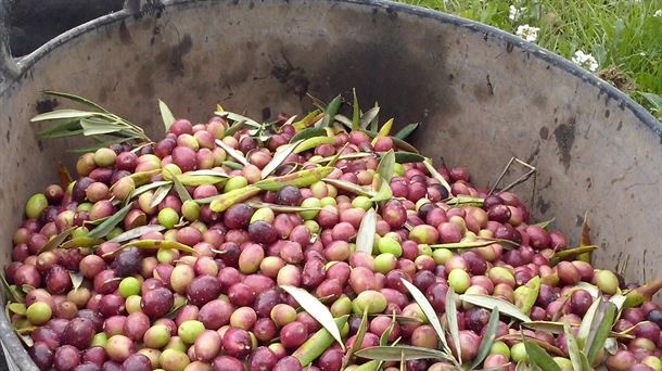 Nafarroa recoge 27 millones de kilos de olivas