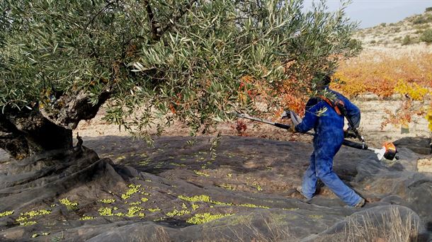 Rioja Alavesa prevé una campaña corta de recogida de olivas