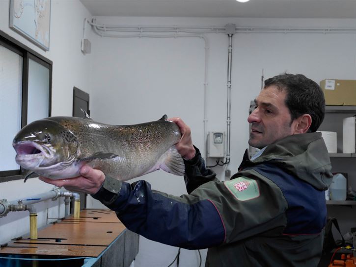 Imagen del salmón capturado. Foto: Gobierno Foral de Navarra
