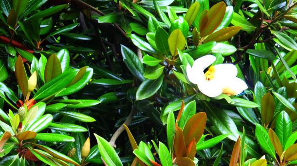 Magnolios, una planta con múltiples cualidades