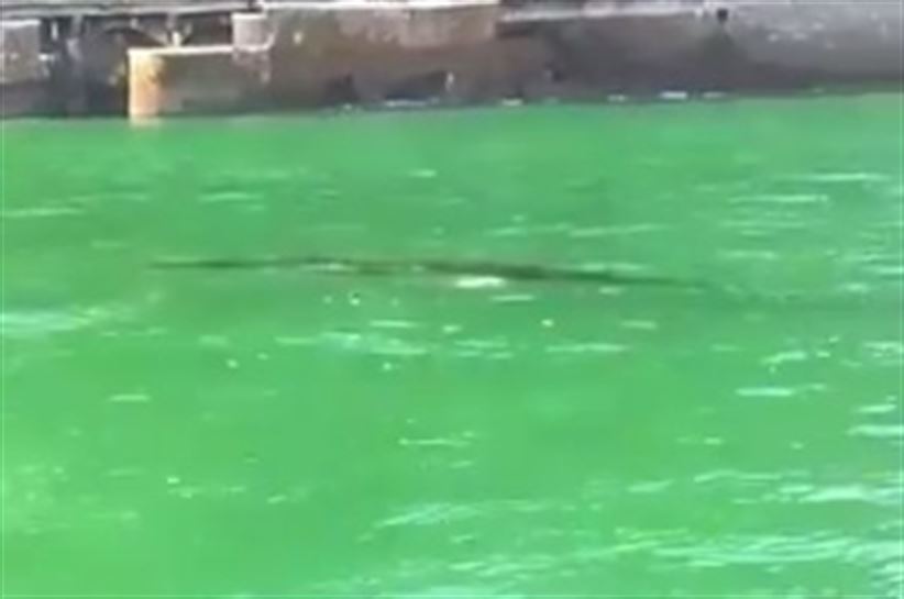 Pantallazo del vídeo de la ballena que se ha hecho viral en redes sociales. 