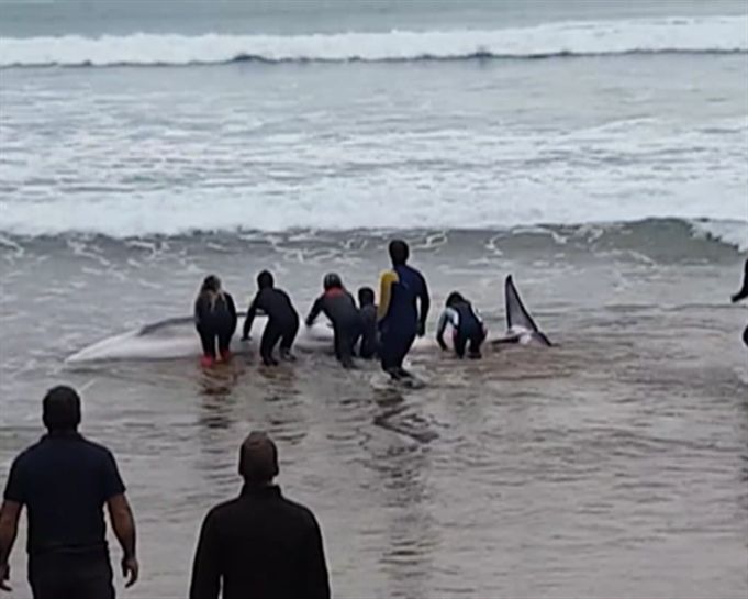 Los surfistas han ayudado a la ballena, esta mañana. Foto: Joseba Alkorta. 
