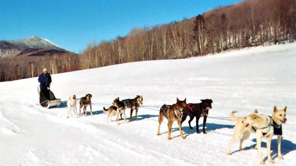 Mushing, competición en la nieve con perros 
