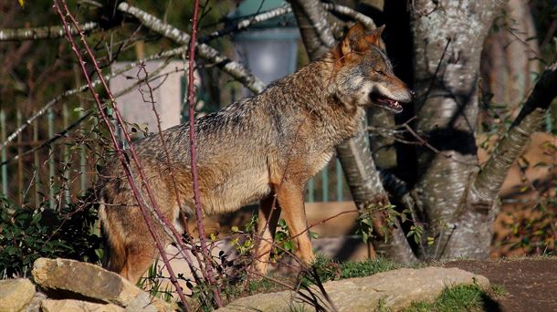"El lobo ibérico corre el riesgo de extinguirse en la península ibérica"