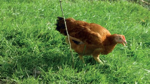 Oleta oilasko baserria, dos décadas criando pollos de caserío