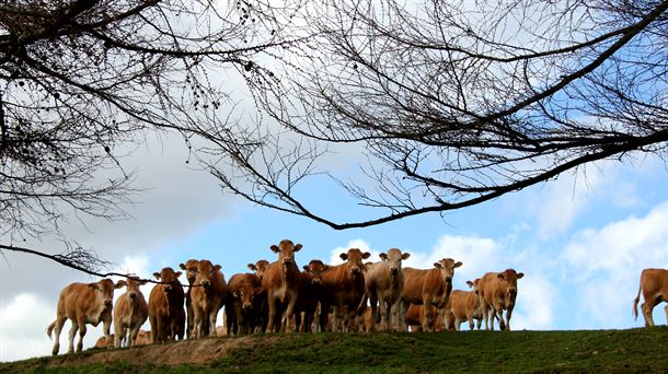 Plan sanitario de los montes comunales para ganado vacuno en Gorbeia