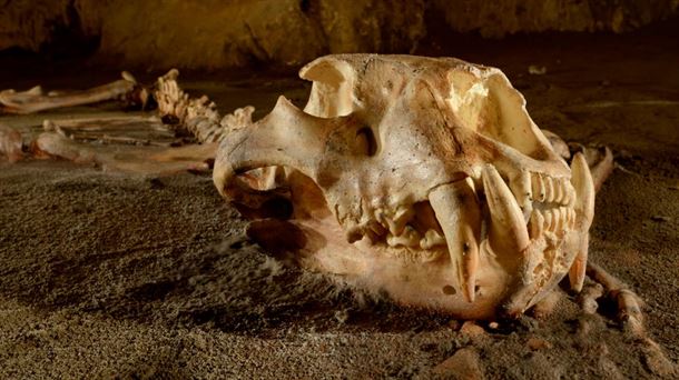 Fieras del Pleistoceno: el león cavernario, hoplitas y guerras indias
