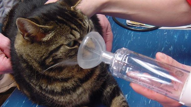 Asma y leucemia en gatos